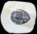 Large, Diademaproetus Trilobite - Ofaten, Morocco #49923-1